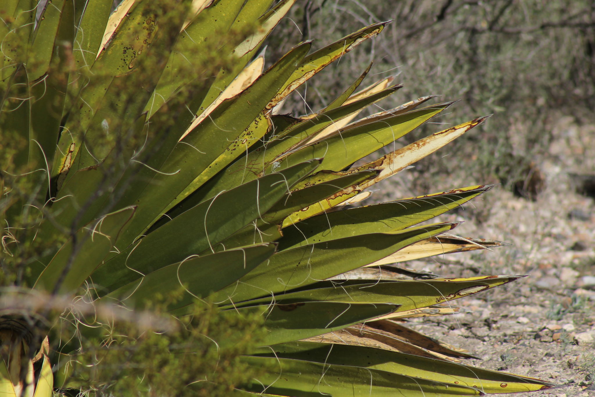 Yucca carnerosana